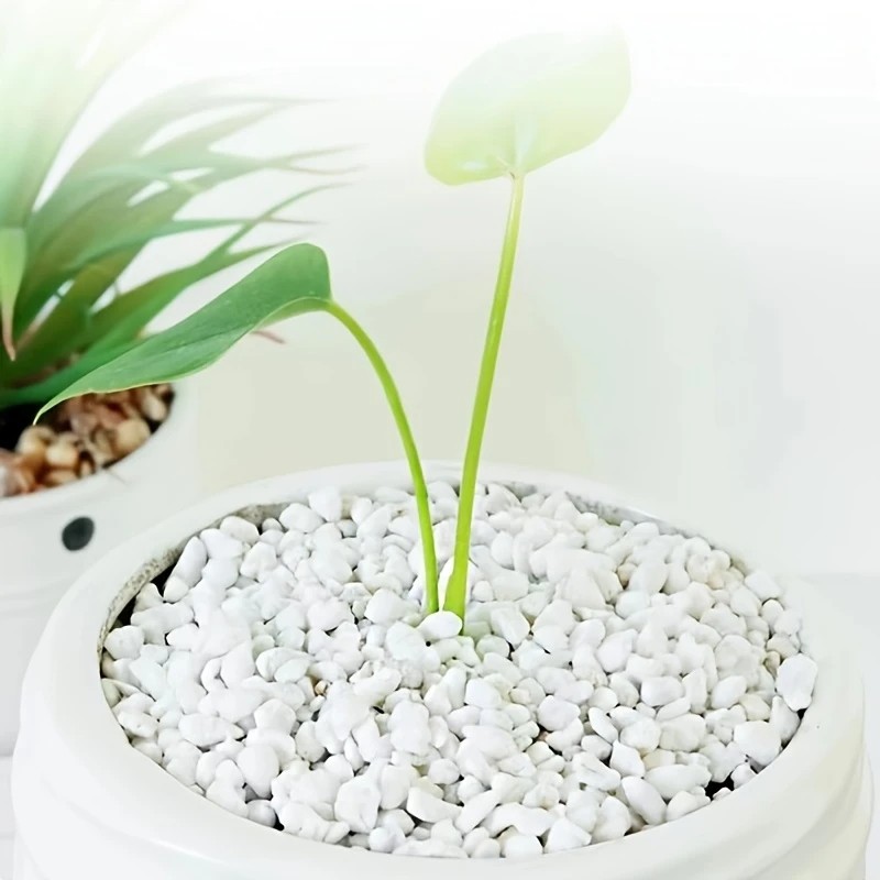 1L 고품질 펄라이트 즙이 많은 난초 범용 식물 바닥  - Pet Beds 리뷰 및 가격