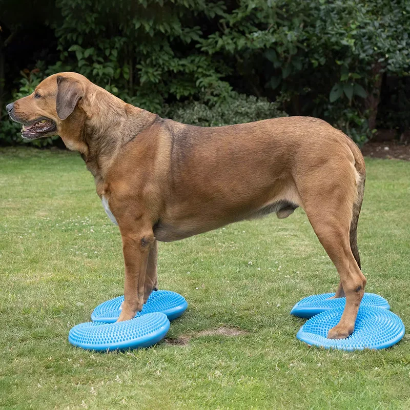 밸런스 비행 쏘서 피트니스 스포츠 개 훈련 보조기구,  - Flying Disc Dog Training Toy 리뷰 및 가격