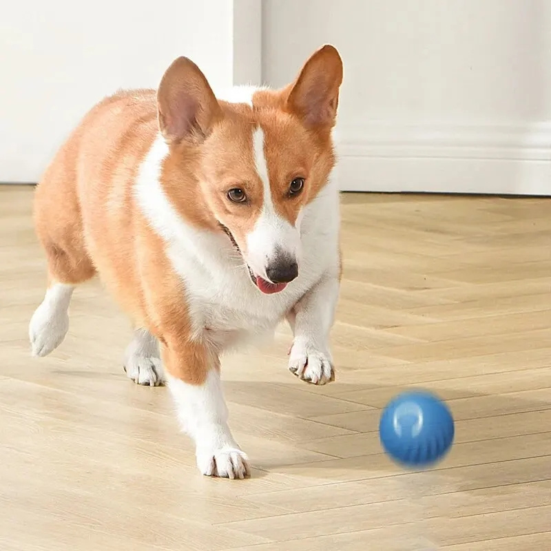 USB 충전 자동 튕기는 움직이는 애완동물 공, 강아지 - Automatic Moving Dog Ball 리뷰 및 가격