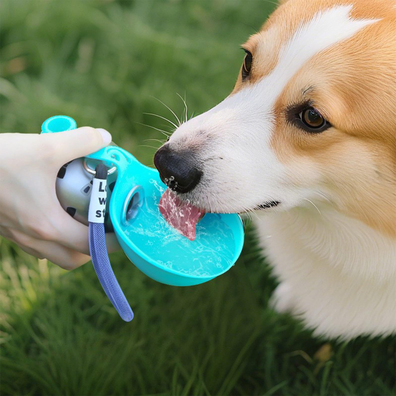 ACG 휴대용 실리콘 애완동물 급수기 원형 접이식 야외 - Pet Feeders 리뷰 및 가격