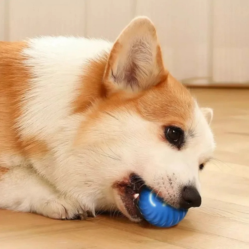 강아지 장난감 공 자동 움직이는 튕기는 롤링볼 USB  - Suction Cup Dog Tug Toy 리뷰 및 가격
