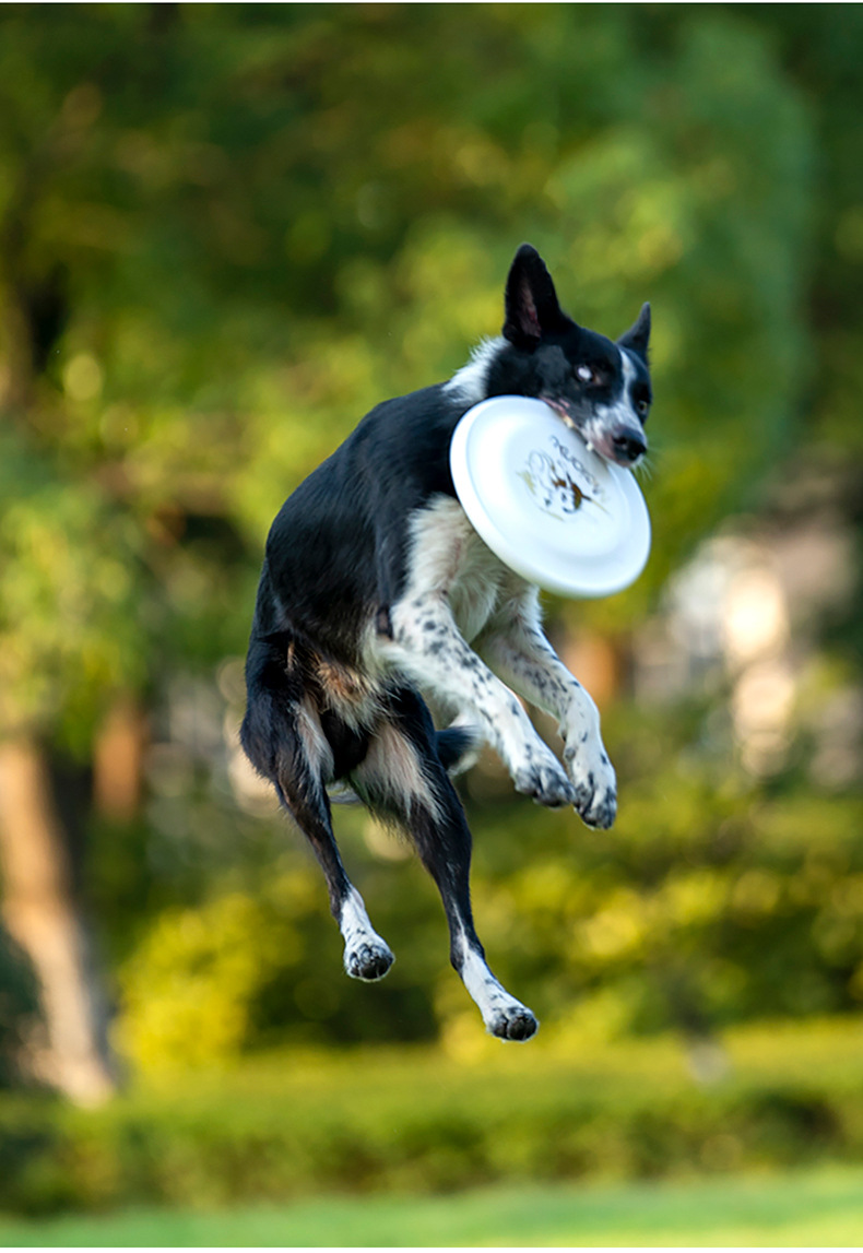 OUZEY 반려동물 물기 방지 훈련 플라잉 디스크 장난 - Flying Disc Dog Training Toy 리뷰 및 가격
