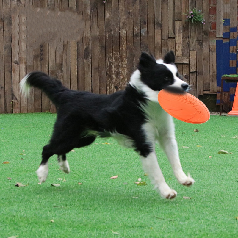 강아지와 고양이를 위한 상호작용형 실리콘 비행접시 장난 - Flying Disc Dog Training Toy 리뷰 및 가격